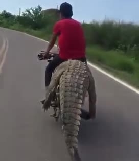 [Clip]: Giật mình cảnh nam thanh niên ngồi lên lưng cá sấu lái xe máy trên đường