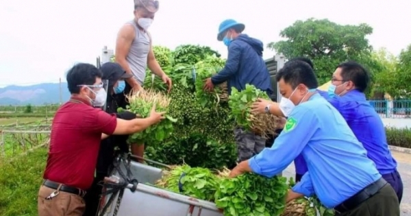 Nghệ An: Chung tay "giải cứu" rau xanh cho nhân dân vùng dịch