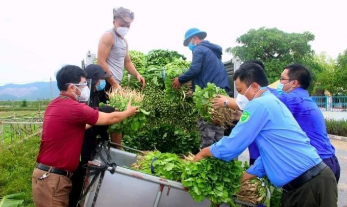 Lượng rau xanh tồn ứ tại huyện Nghi Lộc là rất lớn