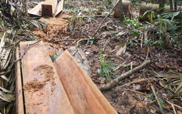 Sau phản ánh của Pháp luật Plus cơ quan chức năng lập tức kiểm tra vụ phá rừng ở M’Drắk