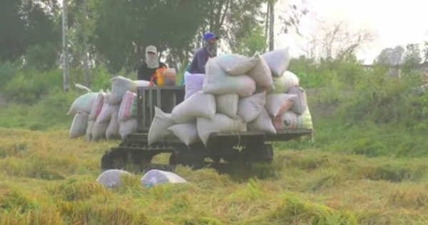 Thiếu máy gặt, nông dân Bạc Liêu gặp khó khăn từ thu hoạch và bán lúa