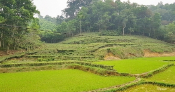Có hay không dấu hiệu giả mạo hồ sơ giao đất rừng và đất lâm nghiệp tại Hà Hòa, Phú Thọ