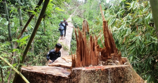 Đình chỉ công tác Phó Giám đốc Ban Quản lý rừng phòng hộ Sơn Hòa