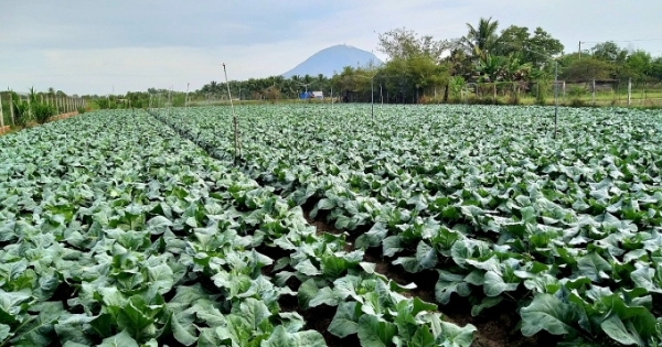 Tây Ninh và TP HCM Xây dựng chuỗi tiêu thụ nông sản, thực phẩm an toàn