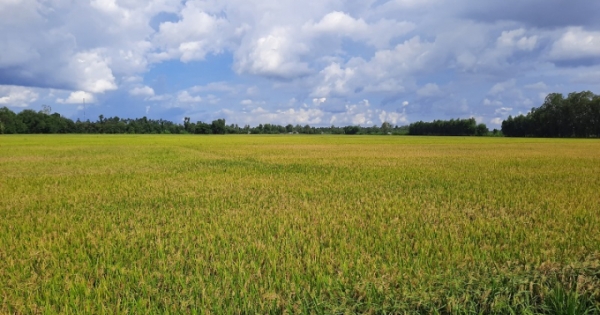 Chấp thuận chuyển mục đích sử dụng đất tại tỉnh Đồng Tháp