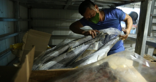 Hàng ngàn tấn hải sản “hóa đá” trong kho lạnh, chủ hàng lo bể nợ