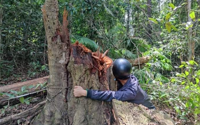 Hai nhân viên bảo vệ rừng bị khởi tố vì để mất rừng