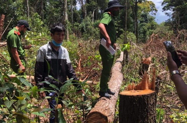 Đắk Nông: Bắt giữ 7 đối tượng chặt, phá rừng