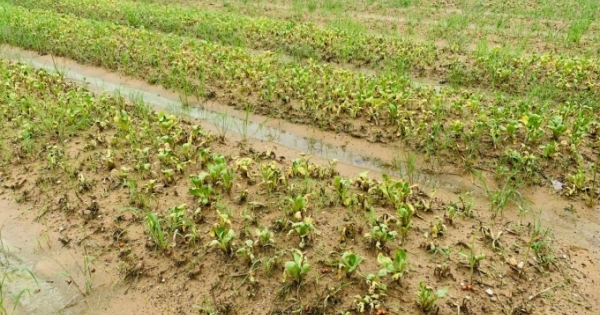 Nghệ An: Hơn 1000 héc-ta rau chết úng do ngập nước