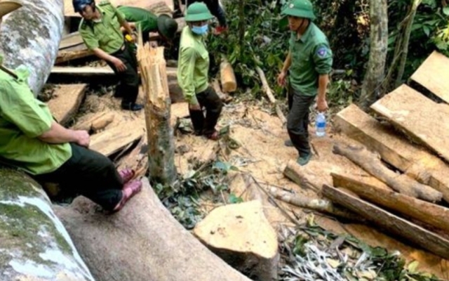 Gia Lai: Khởi tố 2 đối tượng chặt phá rừng ở huyện Đak Pơ