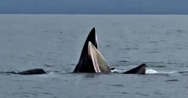 Cận cảnh đàn cá voi săn mồi ở vùng biển Cô Tô