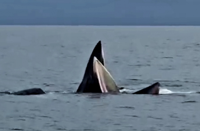 Cận cảnh đàn cá voi săn mồi ở vùng biển Cô Tô