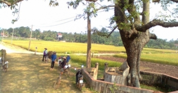 Giải mã chuyện "cây gạo bị ma ám" ở Phú Thọ
