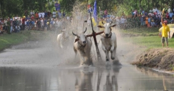 Number 1 mang đến không khí náo nhiệt cho Lễ hội đua bò Bảy Núi