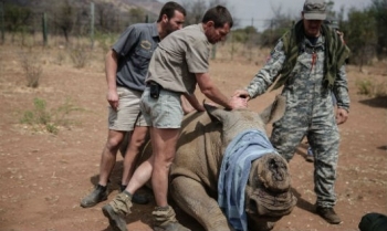 “Mắt xích” Việt Nam trong các vụ săn bắn trộm tê giác ở châu Phi