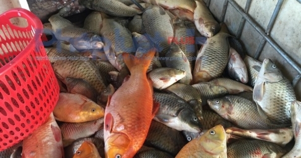 Hơn 1 tấn cá chết nổi trắng Hồ Tây: Chưa có tiền lệ