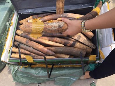 Hơn 300kg sừng&nbsp;động vật nghi l&agrave; ng&agrave; voi bị bắt giữ tại s&acirc;n bay Nội B&agrave;i (Ảnh: Tuổi trẻ)