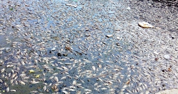 Đà Nẵng: Cá chết hàng loạt do thiếu oxy?