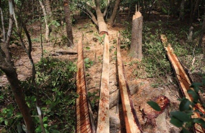 Hiện trường vụ việc khai th&aacute;c gỗ tr&aacute;i ph&eacute;p tại Đắk Lắk.