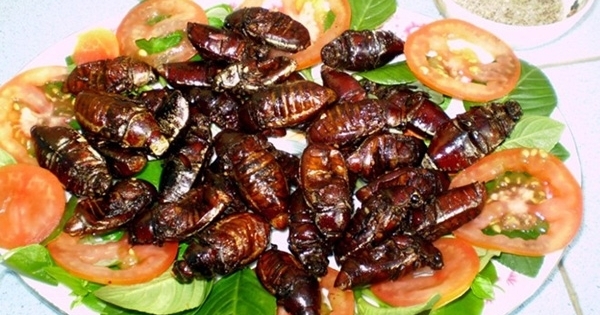 Món ăn từ “sâu bọ”: Đặc sản hay món ăn “giết người”