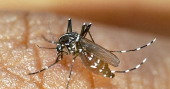 Virus Zika và nguy cơ bùng phát dịch