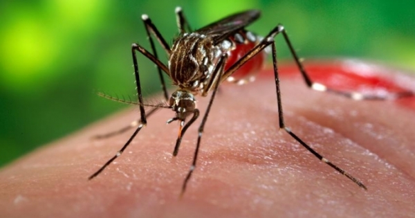 Bộ Y tế thông tin về hai trường hợp nhiễm virus Zika mới
