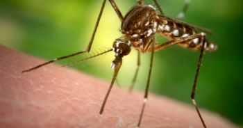 TP HCM tăng cường đẩy mạnh các biện pháp phòng bệnh do virus Zika