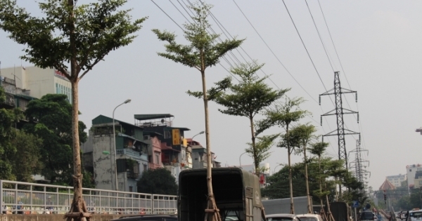 Hàng trăm cây xanh được trồng dưới đường điện cao thế trên nhiều tuyến phố Thủ đô