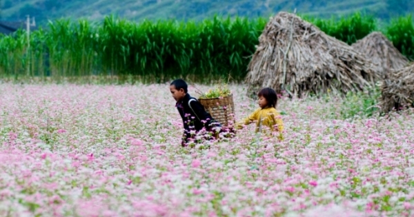 6 địa điểm săn hoa tam giác mạch lý tưởng nhất tại Hà Giang