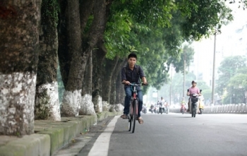 106 cây cổ thụ trên đường Kim Mã sẽ được di chuyển về Văn Giang