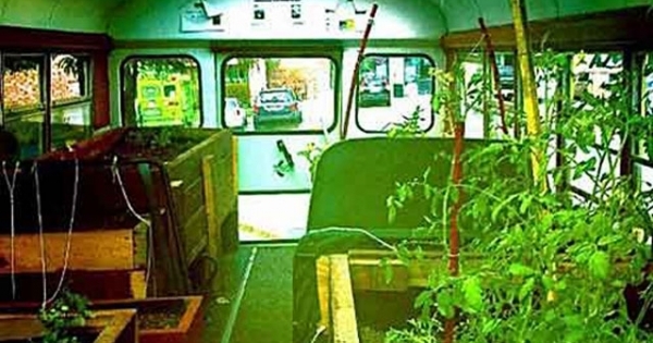 Lạ lùng trồng rau trong… xe buýt
