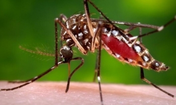 Phát hiện muỗi vằn mang virus Zika tại Việt Nam