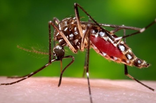 Muỗi vằn mang virus Zika đ&atilde; xuất hiện tại nước ta. Ảnh: minh họa.