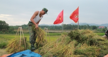 Hình ảnh đẹp của chú Bộ đội giúp dân gặt lúa trước bão ở Quảng Ninh