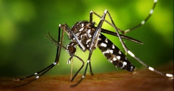 Việt Nam phát hiện 9 ca nhiễm virus Zika
