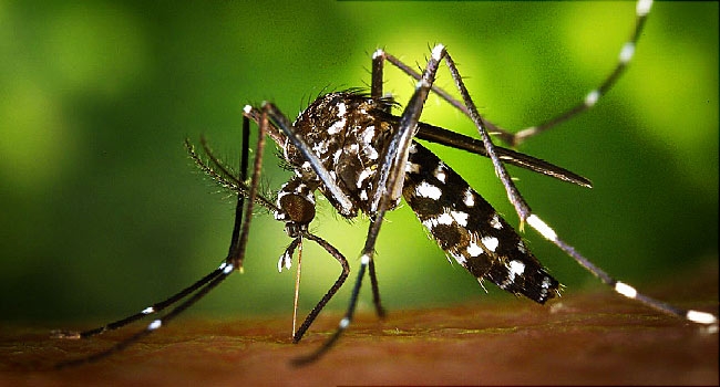 Muỗi vằn mang virus Zika đ&atilde; được ph&aacute;t hiện tại Việt Nam. Ảnh: minh họa