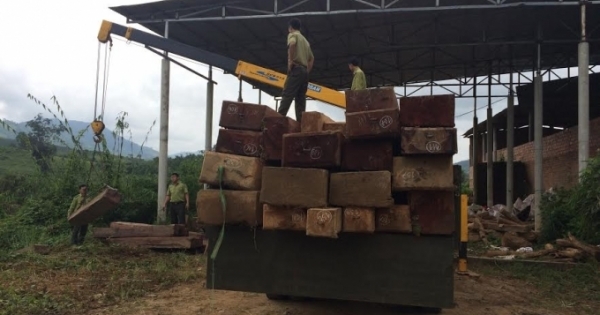 Kon Tum: Phát hiện và thu giữ khối lượng gỗ khủng