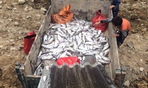 Chưa có con số cụ thể cá hồi chết bất thường ở Sa Pa