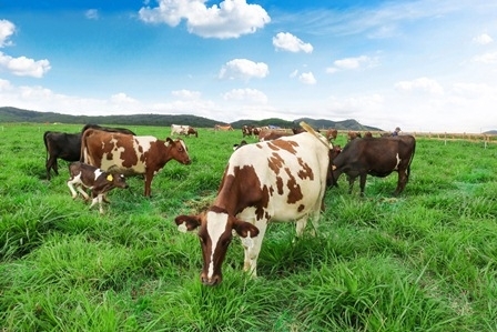 Trang trai bò sữa Organic theo tiêu chuẩn châu âu tại Việt Nam