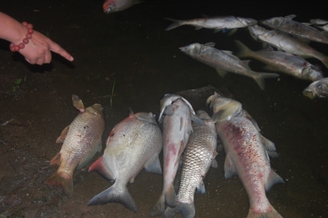 Hà Nội điều tra nguyên nhân cá chết tại hồ Linh Đàm