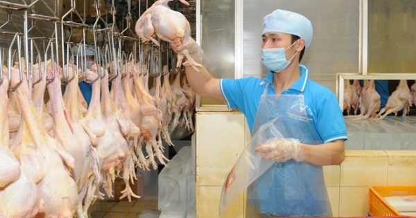Thịt gà chế biến của Việt Nam có thể được xuất khẩu sang Nhật Bản
