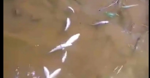 Tuyên Quang: Cá chết hàng loạt tại suối Khuổi cải Lâm Bình