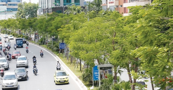 Hà Nội đã trồng mới 700.000 cây xanh