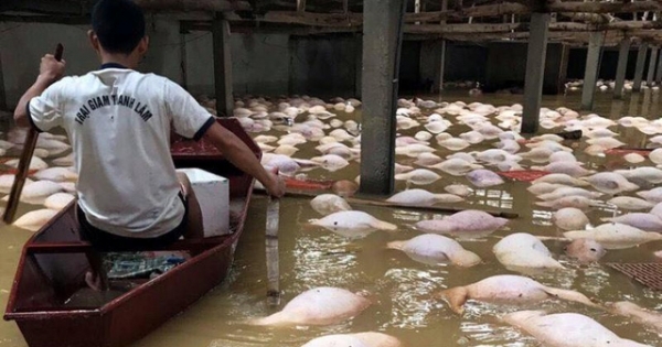 Người dân khóc hết nước mắt khi hàng nghìn con lợn chết nổi trong nước lũ