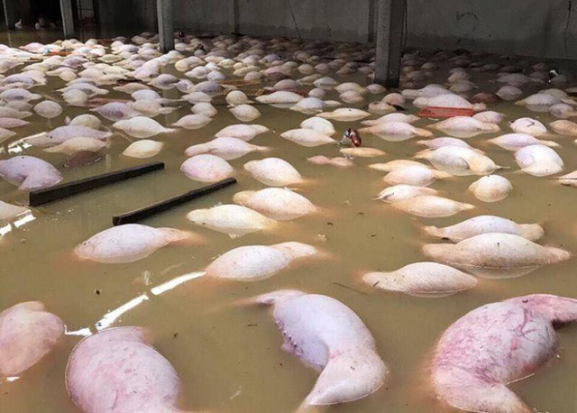 Gần 4.000 con lợn đ&atilde; chết nổi trong nước lũ trước sự bất lực của người nu&ocirc;i.