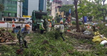 Tiếp tục chặt hạ và đánh chuyển cây, chuẩn bị cho thi công ngầm dưới lòng đất tuyến đường sắt Nhổn - Ga Hà Nội