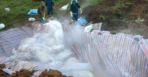 Thanh Hóa: Gian nan tiêu hủy 4.000 con lợn chết nổi trong nước lũ