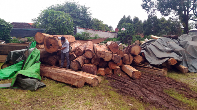 Một b&atilde;i gỗ lậu ở Gia Lai bị cơ quan chức năng ph&aacute;t hiện.