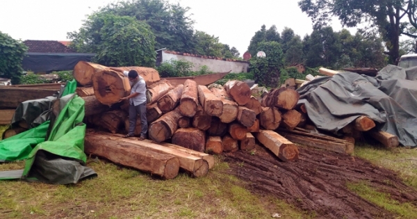 Gia Lai: Xử lý tổ chức, cá nhân liên quan nếu để “mất rừng”