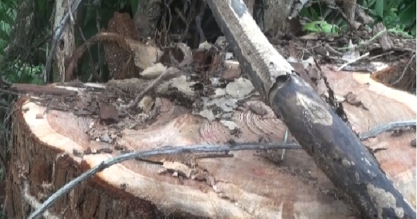 Đắk Lắk: Bắt thêm 6 đối tượng liên quan trong vụ triệt hạ cây thủy tùng trên 500 tuổi